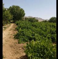 کارگر برای انگور چیدن چهار نفر میخوام