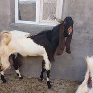 بز پاکستانی دوقلوزا