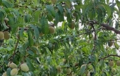 باغ میوه بحر جاده با 250 درخت مثمر. فروشی فوری