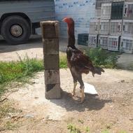 خروس لاری دونگ بالا
