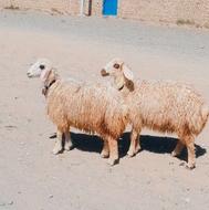 بره ماده دوقلو
