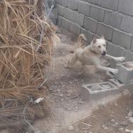 سگ داکو نسل واگذار