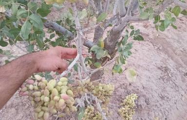باغ پسته ی هکتار روستای فتح اباد