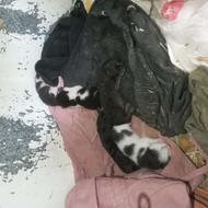 گربه خانگی 6 قلاده