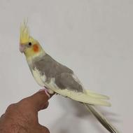 طوطی عروس نر 3 ماهه رام