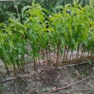پیش فروش نهال حسن خانی زودرس