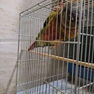 فروش گرین چیک و عروس و قمری