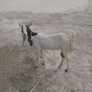 بز ماده پاکستانی