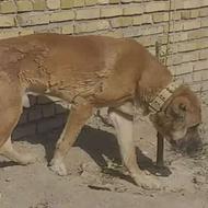 سگ سرابی اصیل