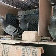 جوجه کفتر مسافتی