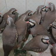 کبک نر کهلیح پرنده زینتی بلدرچین کوهی