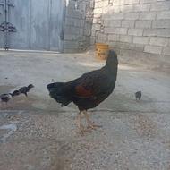 مرغ و خروس اصیل