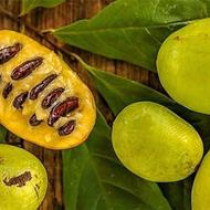 فروش نهال پاوپاو (انبه سردسیری)