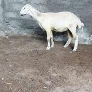 گوسفند تقلی ماده