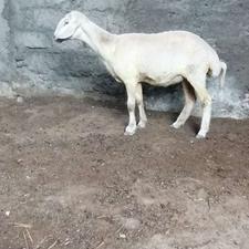 گوسفند تقلی ماده