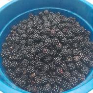 تمشک تازه چین