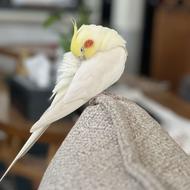 عروس هلندی نر