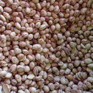 لوبیا چیتی درجه1