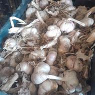 سیر خشگ معمولی