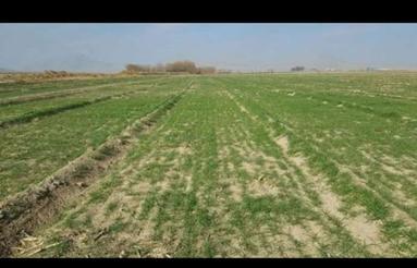 زمین کشاورزی اجاره ای میخام
