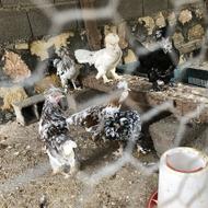 مرغ و خروس تزئینی