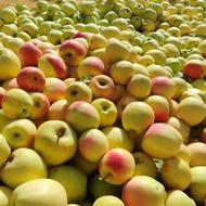 سیب سفید وقرمز کوهستانی