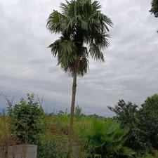 نخل لاتانیای بالغ