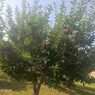 فروش سیب سردرختی لبنانی قرمز و زرد