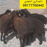فروش 10 راس بره