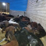 فروش76راس بره