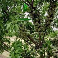 نمایندگی فروش کود بیولوژیک اورگانیک گابریست(Gabrist)