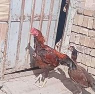 خروس لاری افغان