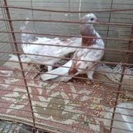 یک جوفت کبوتر