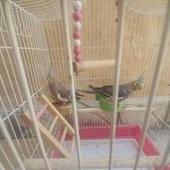 عروس هلندی