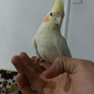 عروس هلندی آماده