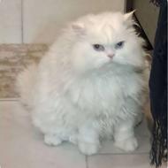 واگذاری گربه پرشین خالص
