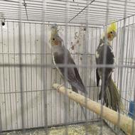 عروس هلندی
