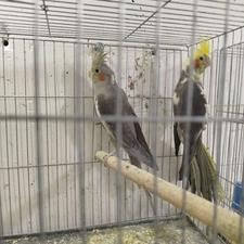 عروس هلندی