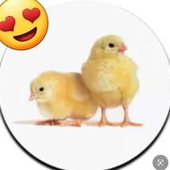 جوجه گوشتی نژاد راس درجه یک