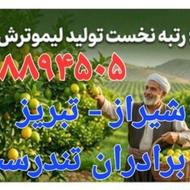 باغات شیراز ، عرضه لیموترش امانی، تبریز