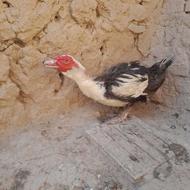 مرغ آبی اسرائیلی