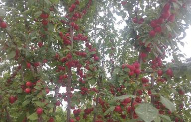 500 متر باغ آماده در بهترین شرایط