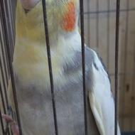 عروس هلندی نر