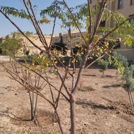 بانکت قرض الحسنه مهر