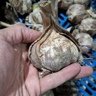 سیر خشک و سالم