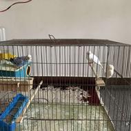 مرغ عشق با تمام وسایل