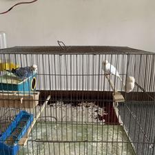 مرغ عشق با تمام وسایل
