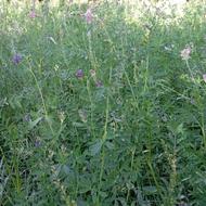 یونجه چین دو