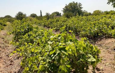 2250 متر باغ دارای مجوز ساخت