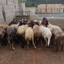 11راس میش جوان آبستن قوچ خورده